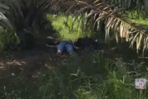 Dua jasad manusia ditemukan membusuk di kawasan perkebunan sawit milik PT BPSJ Madiak, tepatnya di Blok N, Nagari Abai, Kecamatan Sangir Batang Hari, Kabupaten Solok Selatan, pada Jumat (20/6/2025) siang.