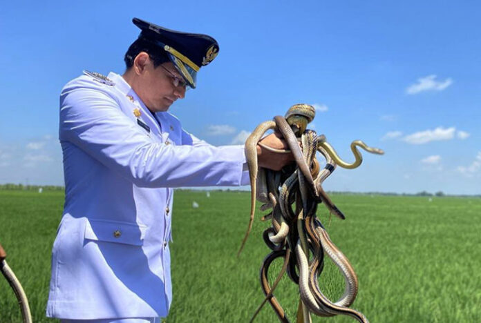 Bupati Indramayu Lucky Hakim berdiri di tepi sawah sambil melepas ular, biawak, dan burung hantu ke alam bebas.