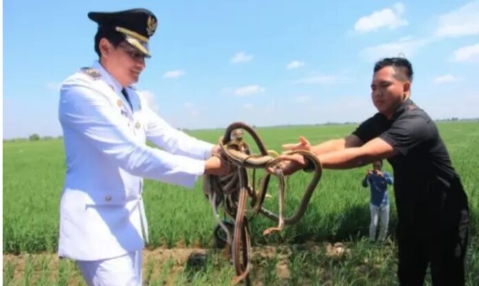 Bupati Indramayu Lucky Hakim kembali melepas ratusan ular di areal persawahan Kabupaten Indramayu sebagai upaya menekan populasi hama tikus. Tidak hanya ular, pelepasan kali ini juga mencakup biawak dan burung hantu sebagai predator alami.