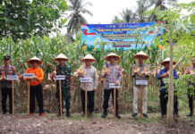 Panen Jagung Serentak Polres Sijunjung Bikin Warga Antusias Panen Jagung Serentak Polres Sijunjung Bikin Warga Antusias