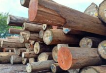 Dugaan Illegal Logging di Kampar Disorot, BPI KPNPA RI Desak Kapolda Riau Telusuri Sawmill hingga Pemodal Badan Peneliti Independen Kekayaan Penyelenggara Negara dan Pengawas Anggaran Republik Indonesia (BPI KPNPA RI) meminta Kapolda Riau turun tangan menindak tegas dugaan maraknya aktivitas illegal logging dan sawmill yang diduga menampung atau mengolah kayu tanpa dokumen legalitas di sejumlah wilayah Kabupaten Kampar. (Foto: Ilustrasi)